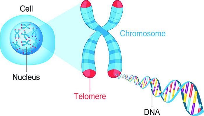 List the three Structures in order is size starting with the largest : Chromosome-example-1