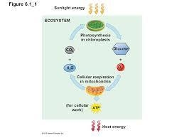 Photosynthesis is to chloroplasts as cell respiration is to glucose cytoplasm mitochondria-example-1