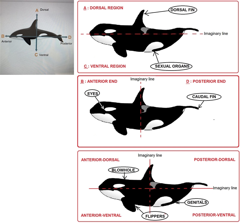 Use the image to identify each of the labeled regions? ​-example-1