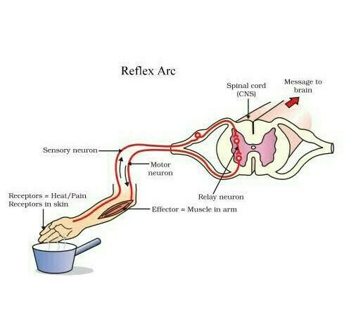 What is meant by reflex-action ? With the help of a labelled diagram trace the sequence-example-1