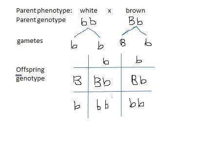 Brown fur is dominant to white fur in rabbits. If a purebred white rabbit mates with-example-1