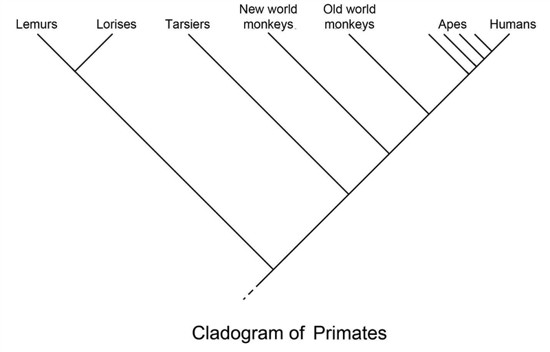 Humans are members of the taxonomic order of primates. What scientific reasoning is-example-1