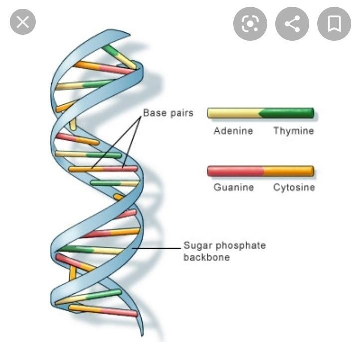 Which molecule makes up the hereditary material in humans and almost all other organisms-example-1