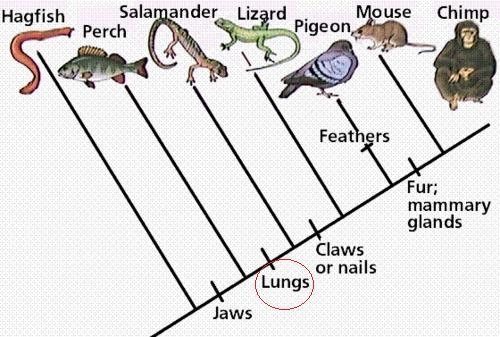 A cladogram is shown below. What is a derived characteristic that distinguishes the-example-1