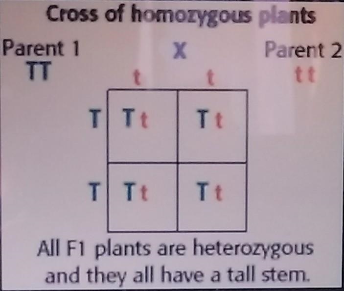 Using a Punnett Square give the genotype and the phenotype for the following cross-example-1