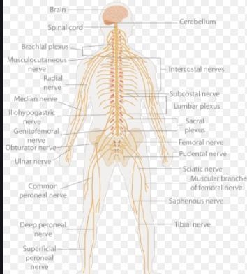 Is a reflex part of the central nervous system, the peripheral nervous system, or-example-1