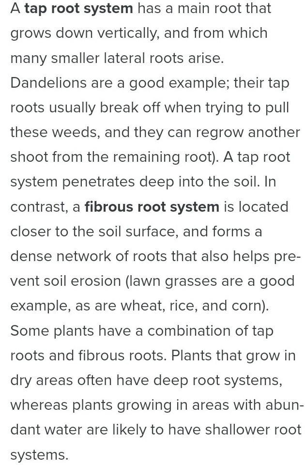 What are the functions of taproot systems and fibrous root systems?​-example-1