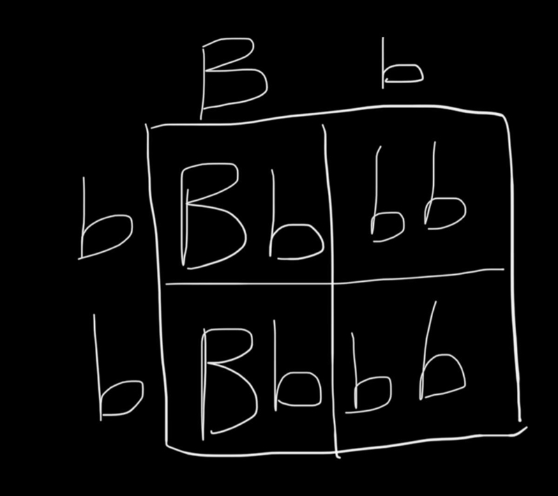 In cats, the allele for black coat color is dominant over the allele for white coat-example-1