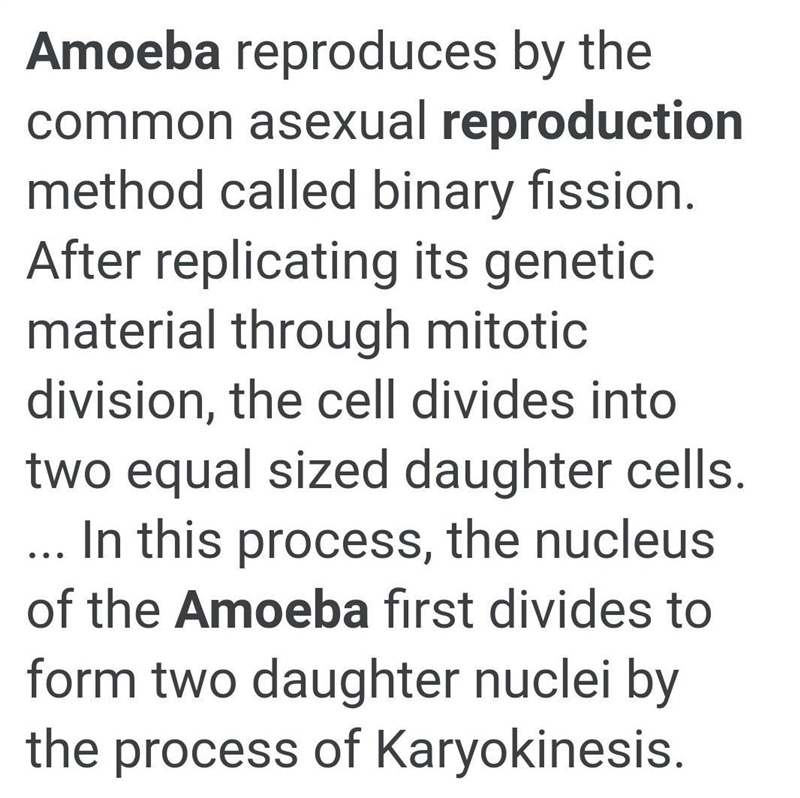 Reproductive process of amoeba​-example-1