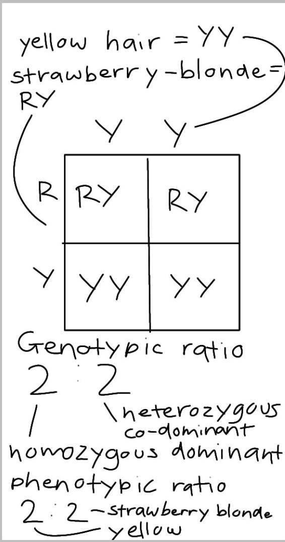 Yellow hair (Y) can be crossed with red hair (R) to create strawberry-blond. A yellow-example-1
