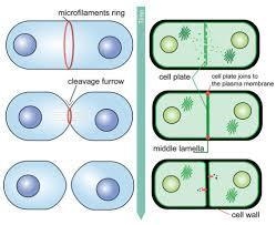 Forms across a plant cell during cytokinesis. A. cleavage furrow B. pinching in C-example-1