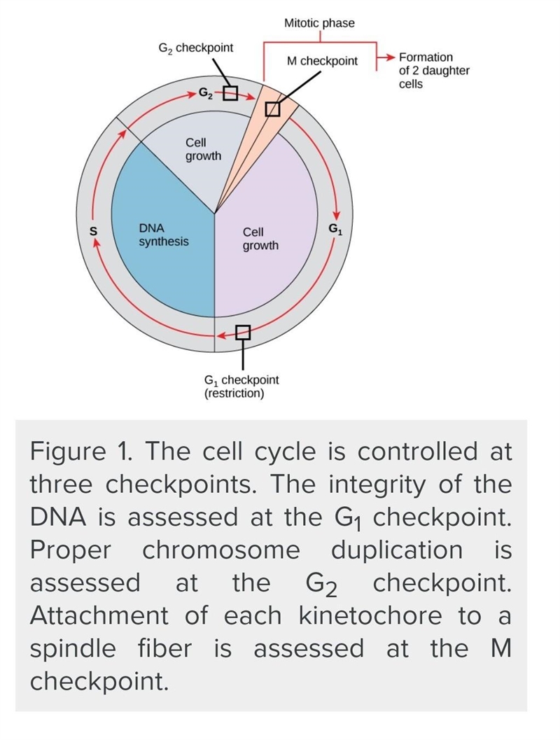 Which phase does not have a check point? A. M B. G1 C. S D. G2-example-1