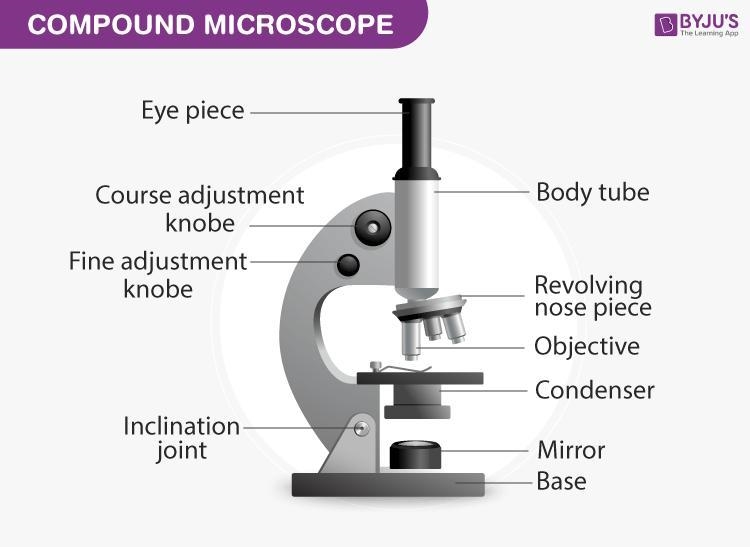 Compound microscope write the figures​-example-1