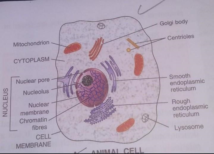 Diagram represent the generalized animal cell​-example-1