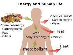 All forms of life work and must take in food to create_______?-example-1