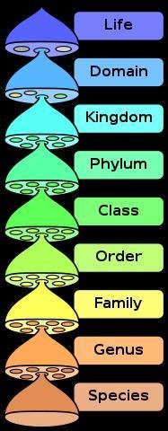 What is the basic unit of classification of living beings​-example-1