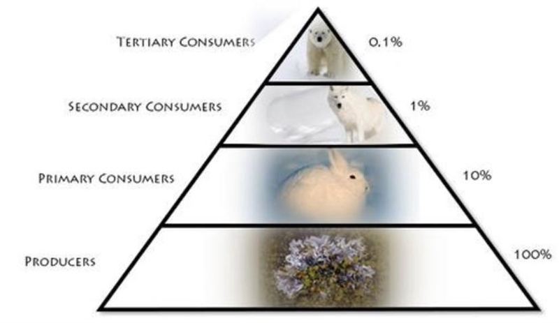 The level occupied by the wolf at the top of this energy pyramid is a ____________ _____________.-example-1