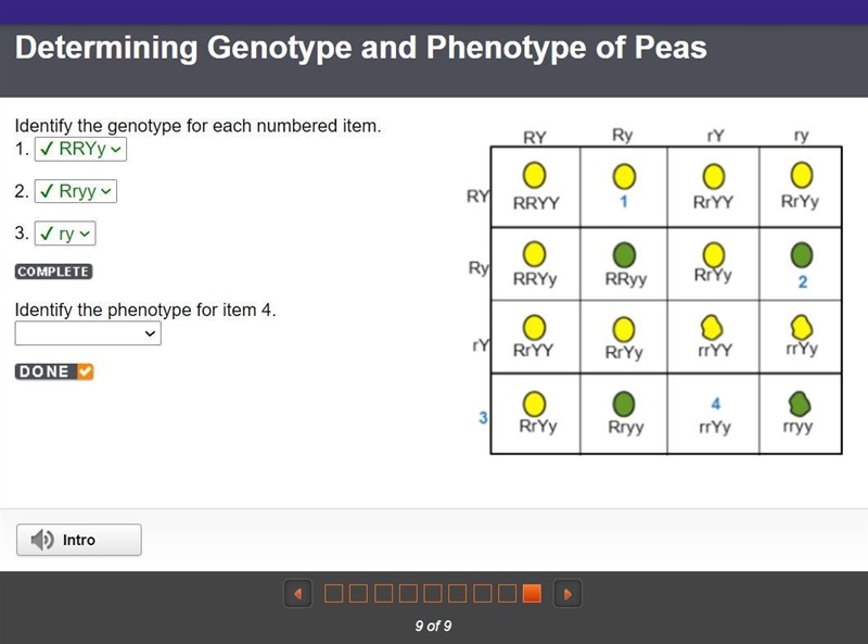 Identify the genotype for each numbered item.-example-1