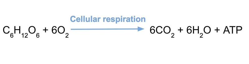 What products are yielded during electron transfer in cellular respiration?-example-1