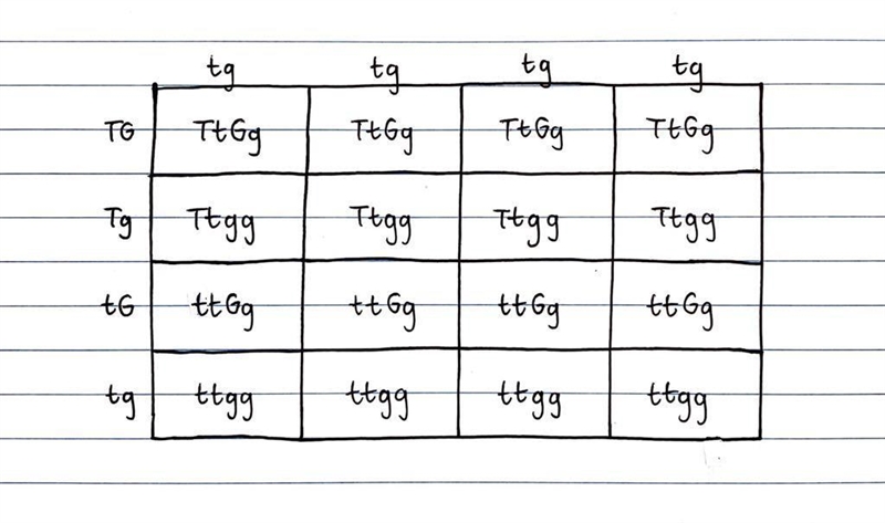 T (tall) is dominant over t (short) . G (green) is dominant over g (yellow) Cross-example-1