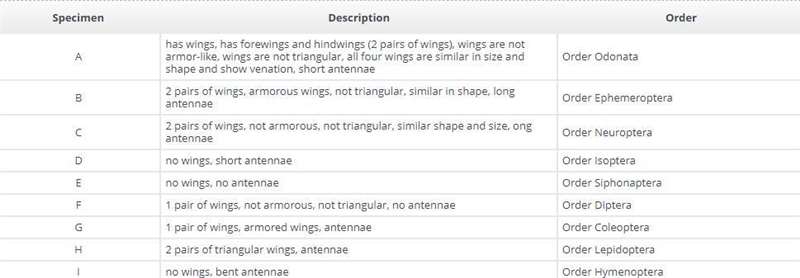 Use this dichotomous key to identify the taxonomic order of each insect. (Hint: All-example-1