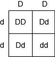 If Delray and his wife decide to have children, then which Punnett square correctly-example-3