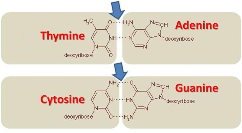 Adenine bonds with Your answer-example-1