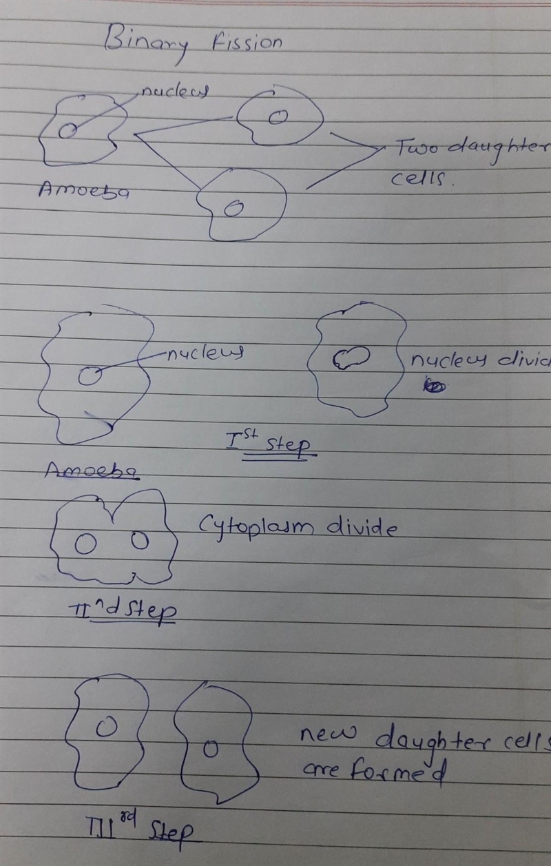 Describe this process of binary fisson? please and thank you so much-example-1