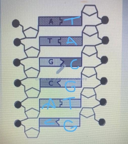 On the diagram - label ALL the nitrogen bases not already labeled (A, T, C or G) LITTL-example-1