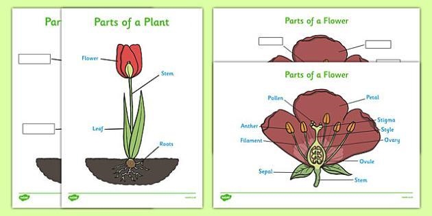 I need help.....labels the parts of the flower.-example-1