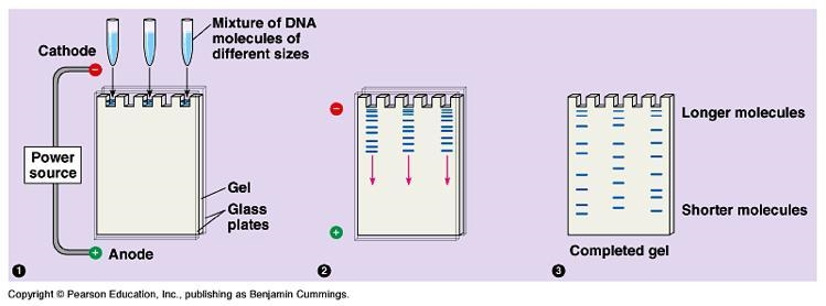 Explain how protein electrophoresis is done. Is it different from DNA and RNA electrophoresis-example-1