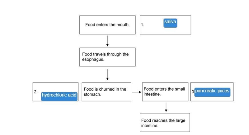 Drag each label to the correct location on the image. Match each digestive juice or-example-1