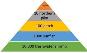 An aquatic ecosystem contains 15 000 algae, 1000 freshwater shrimp, 80 perch, 10 northern-example-1