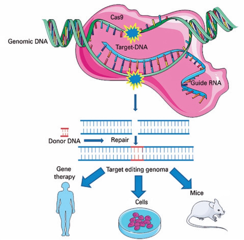 Which best describes the first step in genetic engineering? Fragments of DNA that-example-1