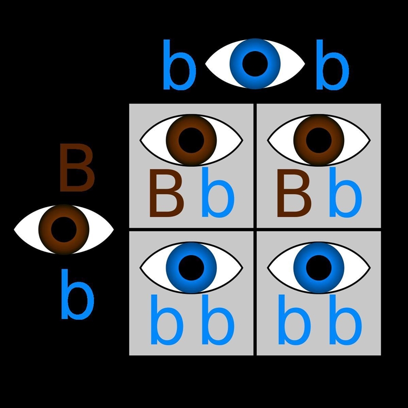 HURRYYYYY How can two brown-eyed parents have a blue-eyed baby? Explain with words-example-1