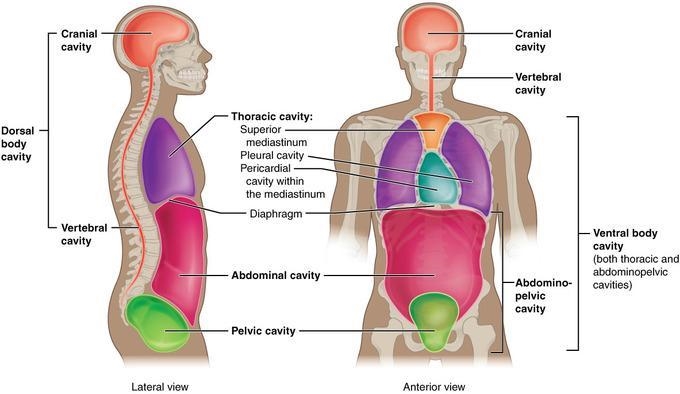 This is a diagram of the major organs of the human female reproductive system. We-example-1