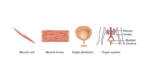 Write a sentence or draw a diagram to relate these words: cell, tissue, and organ-example-1