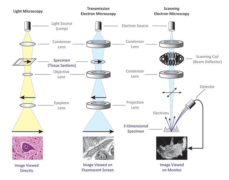 Name one advantage of electron microscopes.-example-1