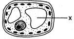 The structure labeled X enables this plant cell toa.Release energyb.Store waterc.Control-example-1