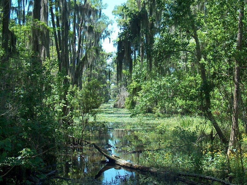 Which statements describe the Swamp ecosystem? Select all that apply. It is covered-example-1