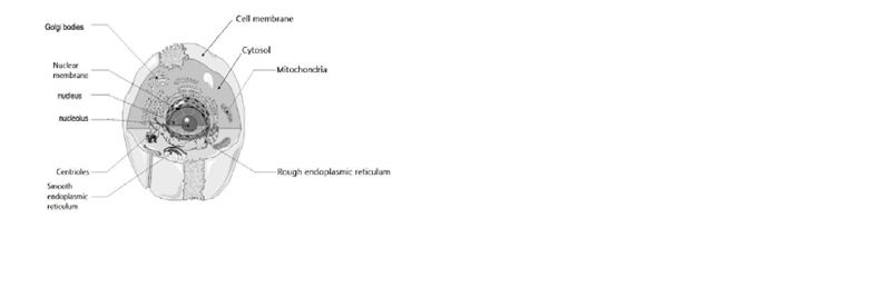 Cell structure and major cell types-example-1