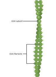 What is the role of microfilaments? ​-example-1