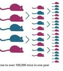 How does a mouse reproduce ?-example-1