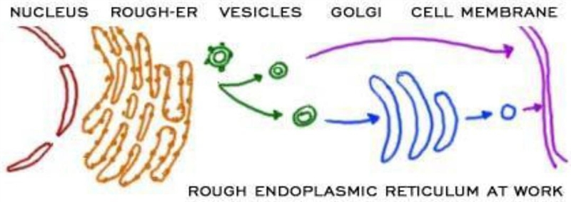 a cell makes and secretes a certain protein. explain where it is made, how it is secreted-example-1