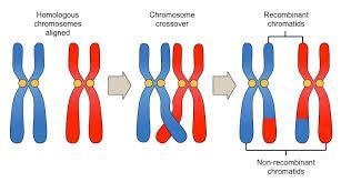 which phrase best describes the process of crossing over ? A) pairs of sister chromatids-example-1