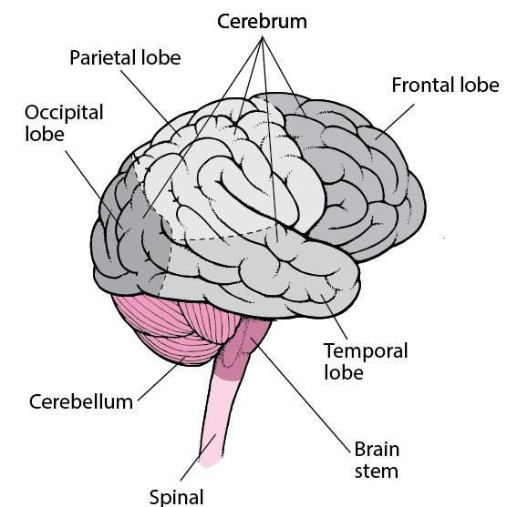 What are the 6 lobes of the brain and where are they located?-example-1