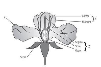 In the diagram below you can see structures that work together to allow flowering-example-1