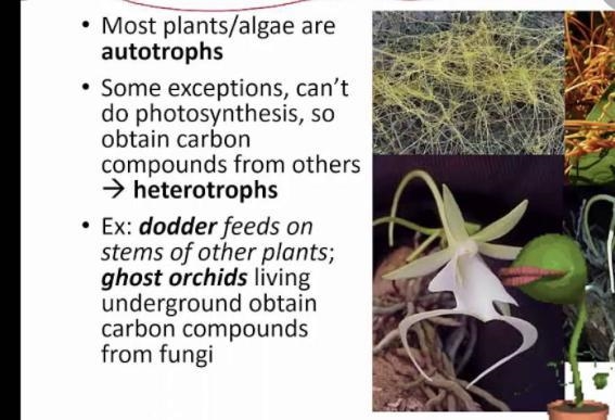 True or False: Plants are heterotrophs and get their food from the soil-example-1