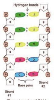 DNA structure diagram-example-1