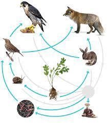 What is the difference between food chains and food webs? 1. Food webs show the flow-example-2